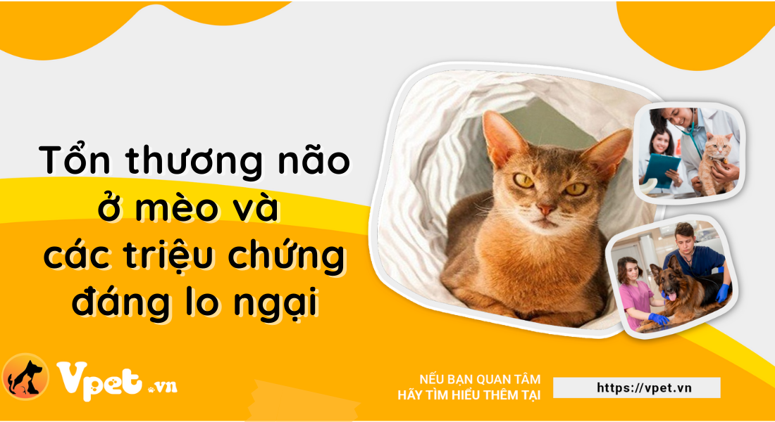 Phục hồi tổn thương não ở mèo