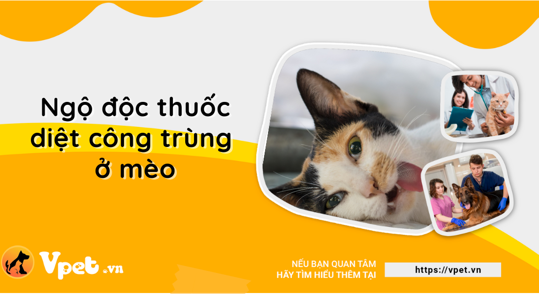 Ngộ độc thuốc diệt côn trùng ở mèo có nguy hiểm không?