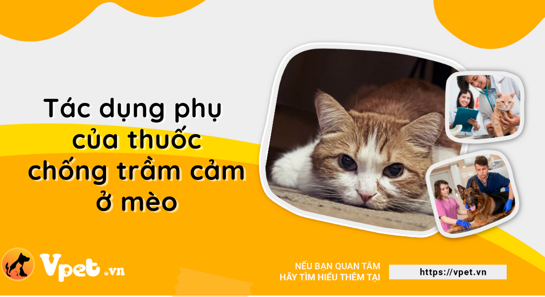 Tác dụng phụ của thuốc chống trầm cảm ở mèo - Hội chứng Serotonin