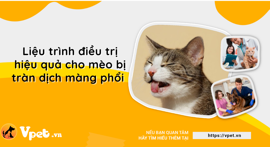 Tràn dịch màng phổi ở mèo - Căn bệnh nguy hiểm