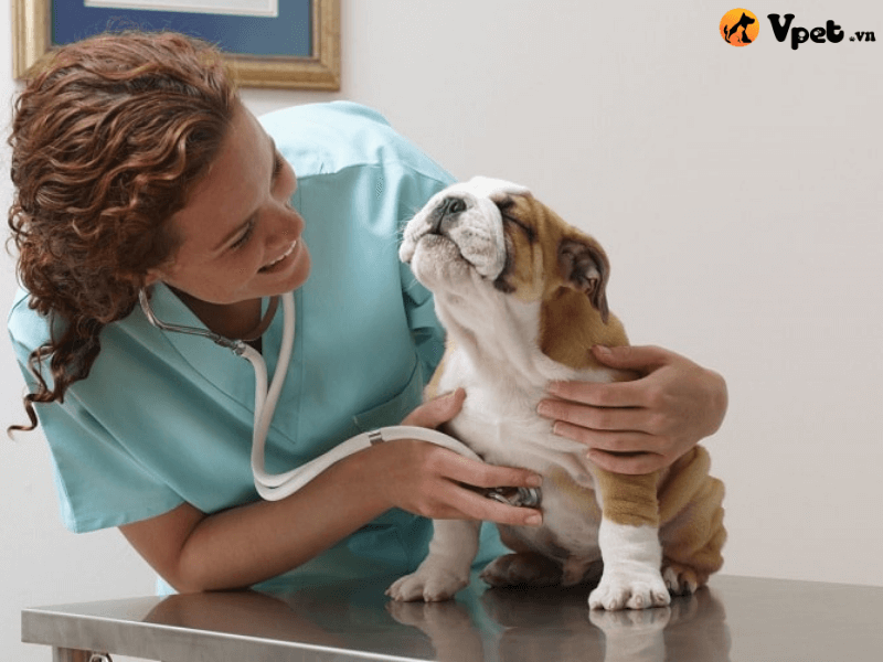 Cách điều trị và chăm sóc chó khi bị bệnh Care