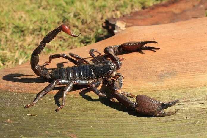 Tìm hiểu về bọ cạp cảnh - Một loài vật độc đáo cho ngôi nhà của bạn