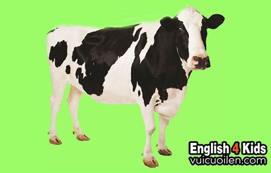 All You Need to Know About Dairy Cows in English