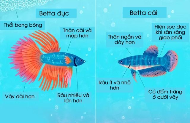Tất tần tật thông tin về cá betta cái - Cách chăm sóc và nuôi cá betta cái hiệu quả