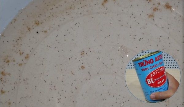 Tìm hiểu về thực phẩm phù hợp cho cá betta con ăn gì