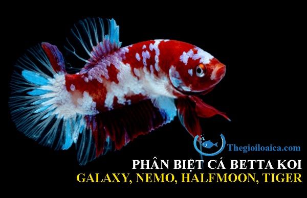 Tìm hiểu thông tin chi tiết về cá Betta Koi Galaxy