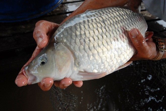 Giá cá chép giòn bao nhiêu tiền 1kg - Thông tin cập nhật mới nhất