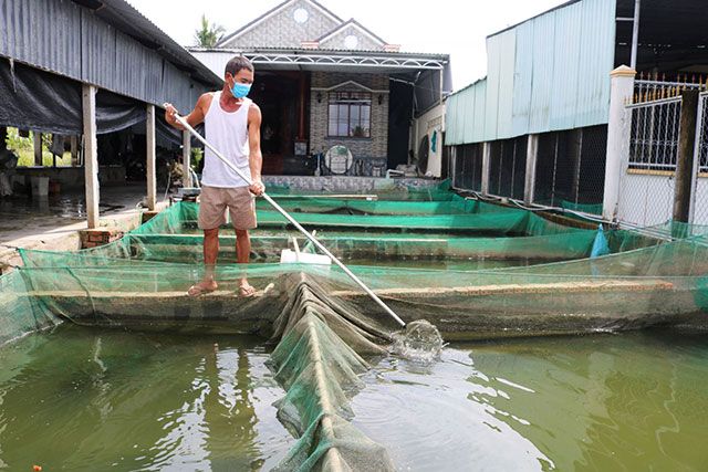 Tìm hiểu thông tin về cá chép giống - Cách nuôi cá chép giống hiệu quả