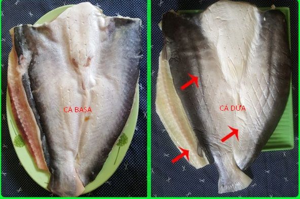 Tìm hiểu về cá dứa và cá basa - Thông tin chi tiết về hai loại cá phổ biến