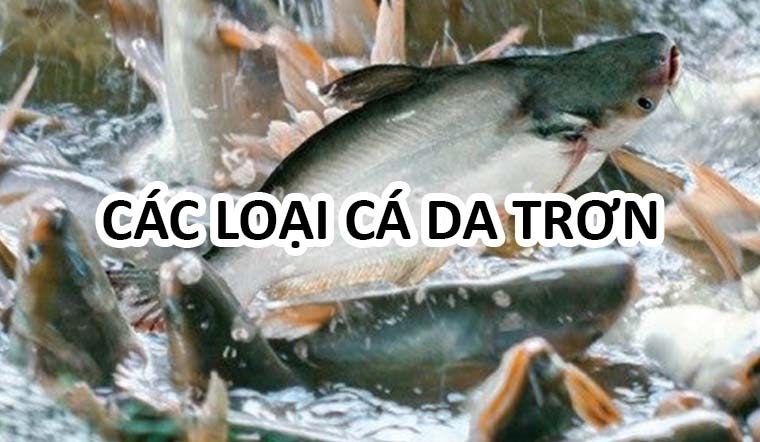 Tìm hiểu thông tin về các loại cá giống cá trê