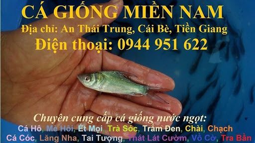 Tìm hiểu về cá hô giống - Kinh nghiệm chọn và nuôi cá hô giống hiệu quả