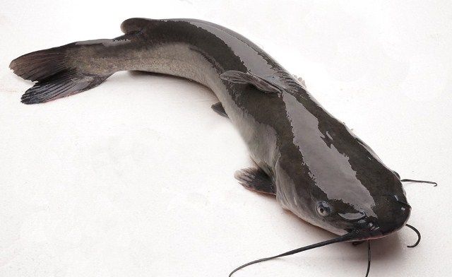 Tìm hiểu về cá lăng đen - Những thông tin thú vị về loài cá này