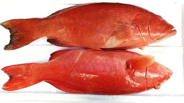 Tìm hiểu món ngon từ cá mú đỏ - Cá mú đỏ nấu gì ngon?