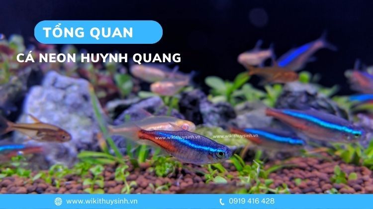 Cá neon bị mất màu: Nguyên nhân, triệu chứng và cách phòng tránh