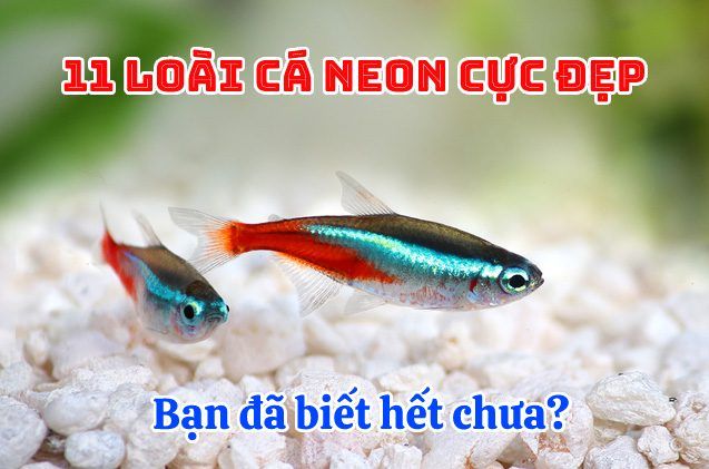 Tìm hiểu về cá neon vàng - thông tin, hình ảnh và cách chăm sóc