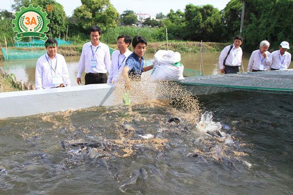 Tìm hiểu về cá quả giống – Thông tin đầy đủ về cách nuôi và chăm sóc