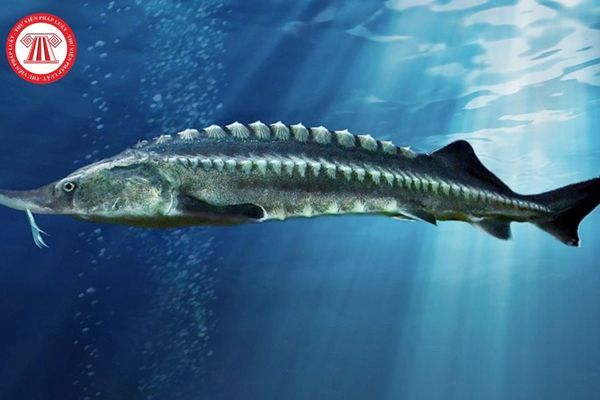Cá tầm đại tây dương - Thông tin chi tiết về đặc điểm, sinh thái và giá trị dinh dưỡng