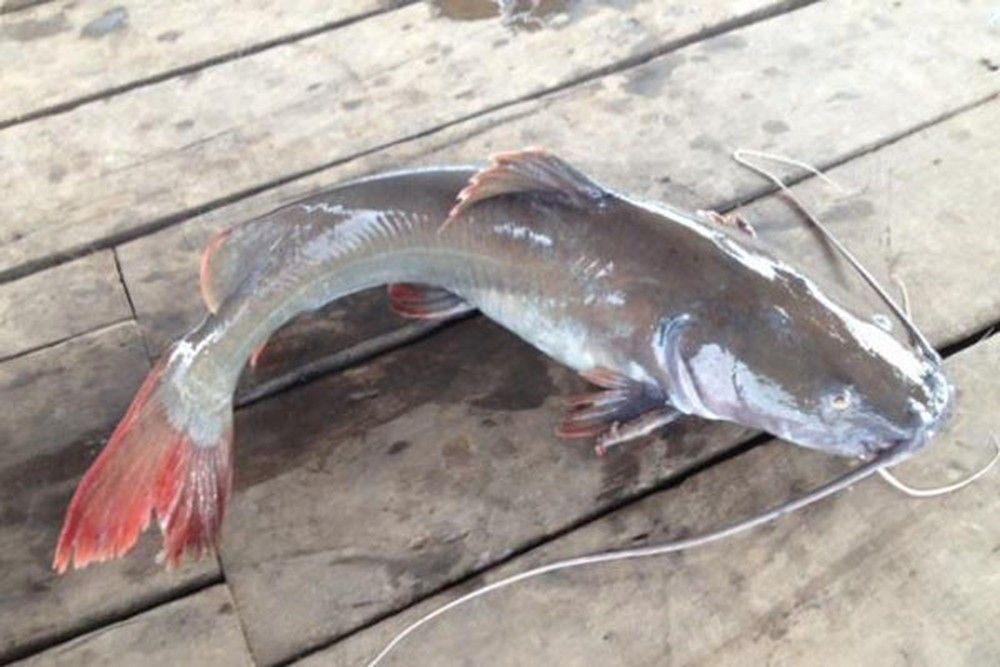 Cá trê đuôi đỏ giá bao nhiêu - Đánh giá và Giá cả tại Việt Nam