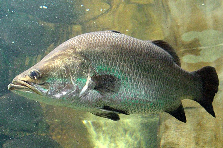 Tìm hiểu về cá vược sông - Thông tin, đặc điểm và cách chăm sóc