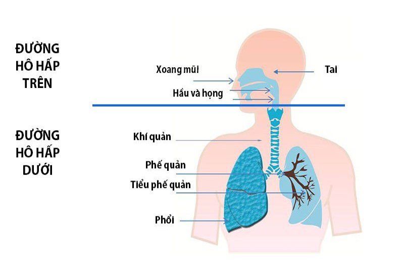 Tìm hiểu về các bệnh về hô hấp và cách phòng tránh