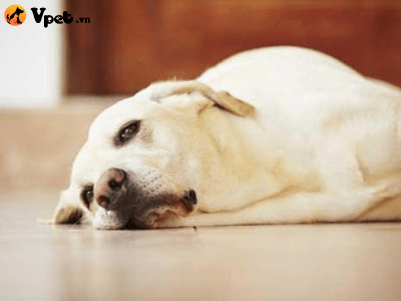 Chảy máu dưới da ở chó có nghiêm trọng không?