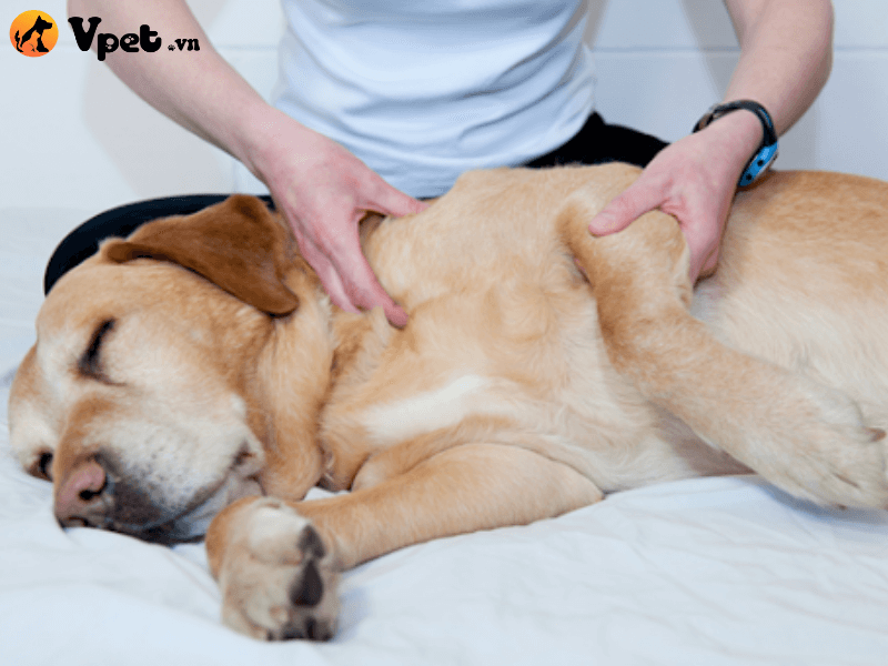  Dấu hiệu chảy máu dưới da ở chó