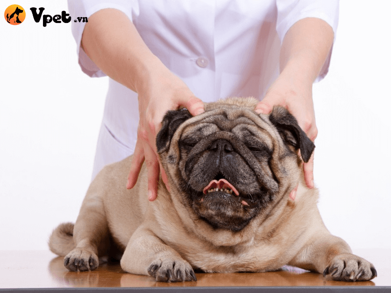 Cách điều trị khi chó bị xuất huyết, vết thâm tím, vết máu bầm ở chó