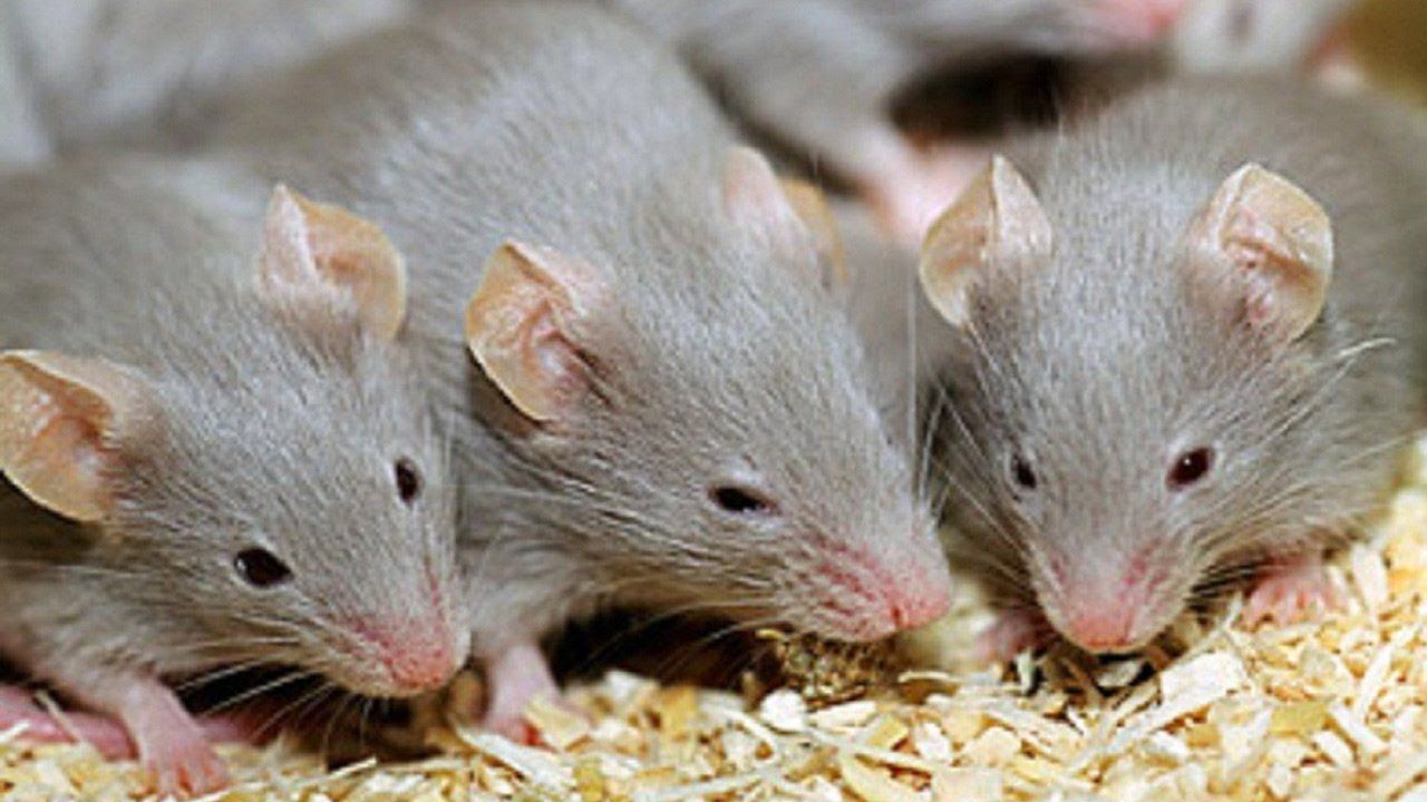 Tìm hiểu về các loại chuột - Tất cả những gì bạn cần biết