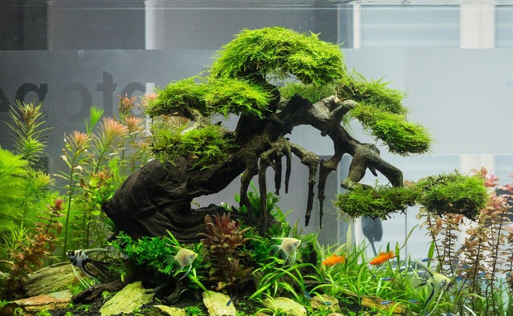 Hướng dẫn cách cấy rêu lên lũa bonsai đơn giản và hiệu quả