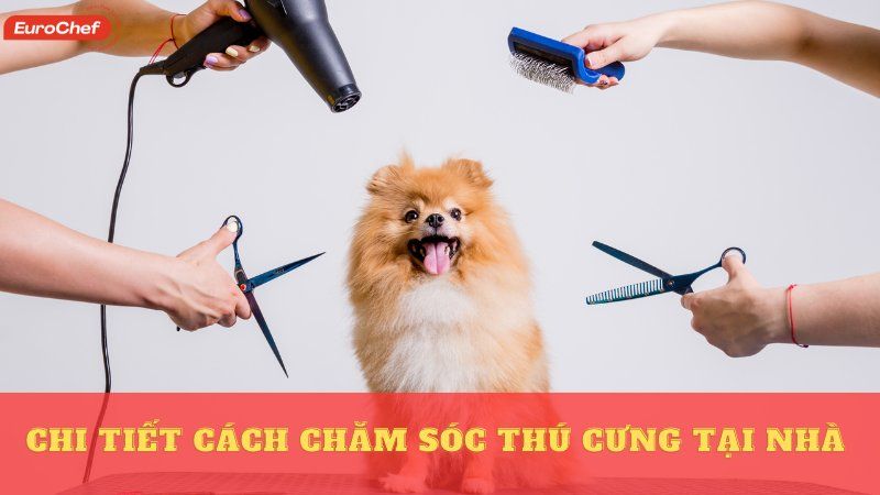 Cách chăm sóc thú cưng tại nhà - Hướng dẫn từ A đến Z