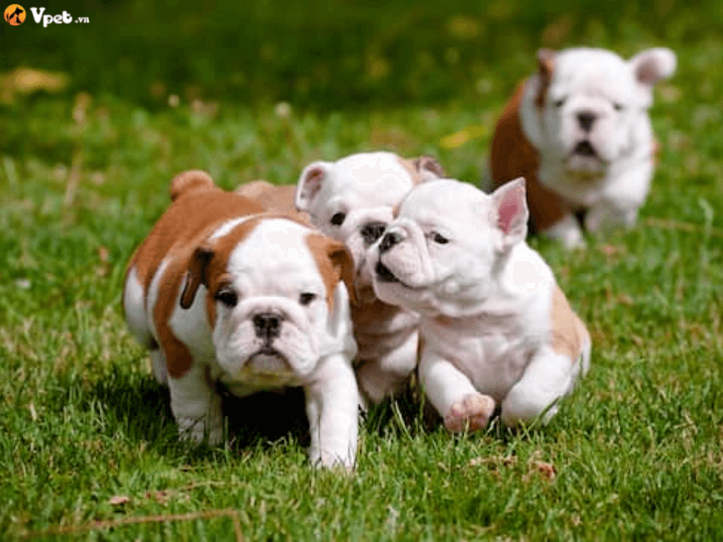 Giới thiệu về chó Bulldog Anh