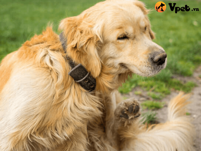 Cách điều trị bệnh viêm da dị ứng ở chó