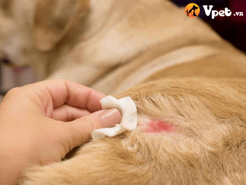 Cách điều trị cho bệnh viêm da ở chó
