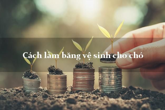 Hướng dẫn cách làm băng vệ sinh cho chó đơn giản và hiệu quả