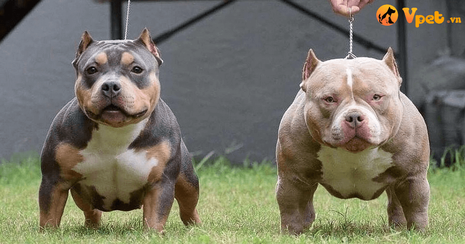 Cách nhận diện giống chó Pitbull và Bully