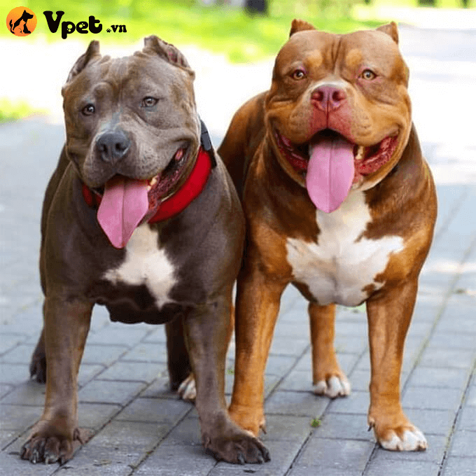 Cách nhận diện giống chó Pitbull và Bully