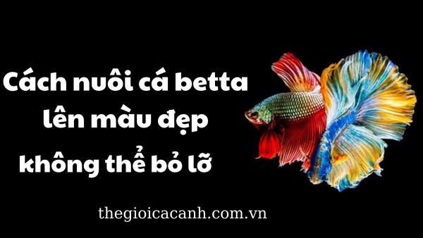 Hướng dẫn cách nuôi cá betta lên màu đẹp cho người mới bắt đầu