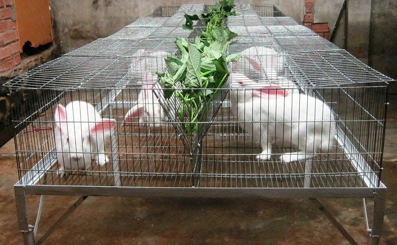 Hướng dẫn cách nuôi thỏ trong nhà đơn giản và hiệu quả