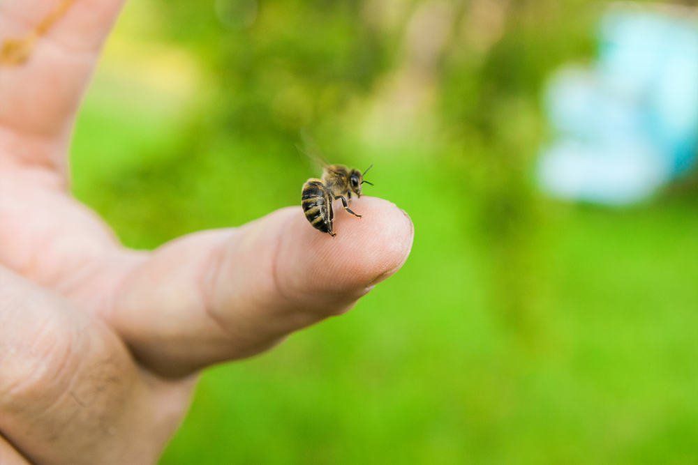 Cách sơ cứu khi bị ong đốt - Những bước đơn giản để giảm đau và phòng ngừa nhiễm trùng