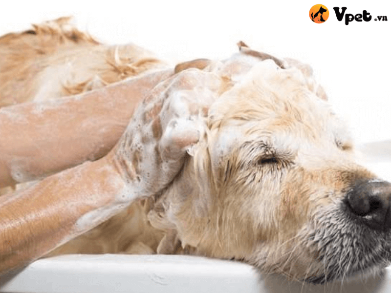 Dùng sữa tắm chuyên dụng với chó bị nấm