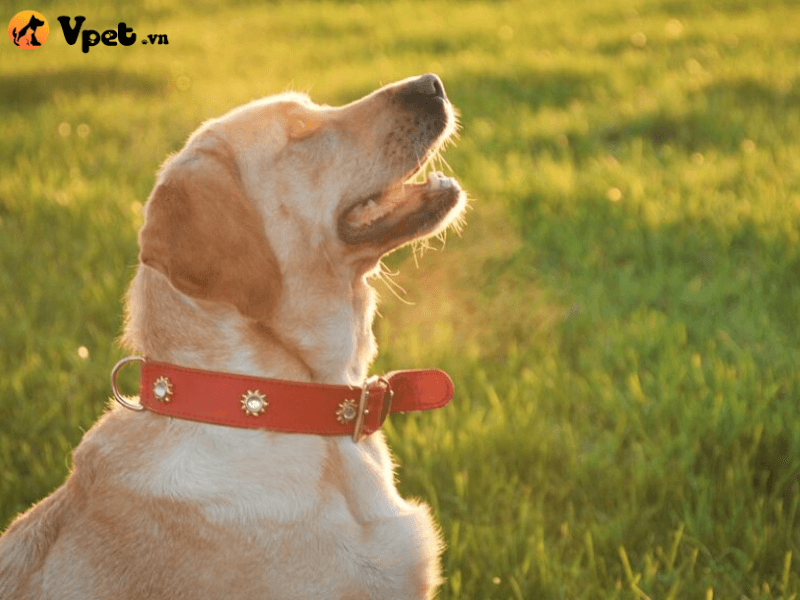 Tắm nắng chó chó mỗi ngày