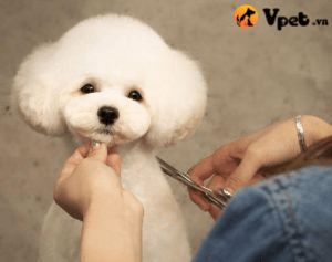 Học cách tỉa lông cho chó cho người mới bắt đầu