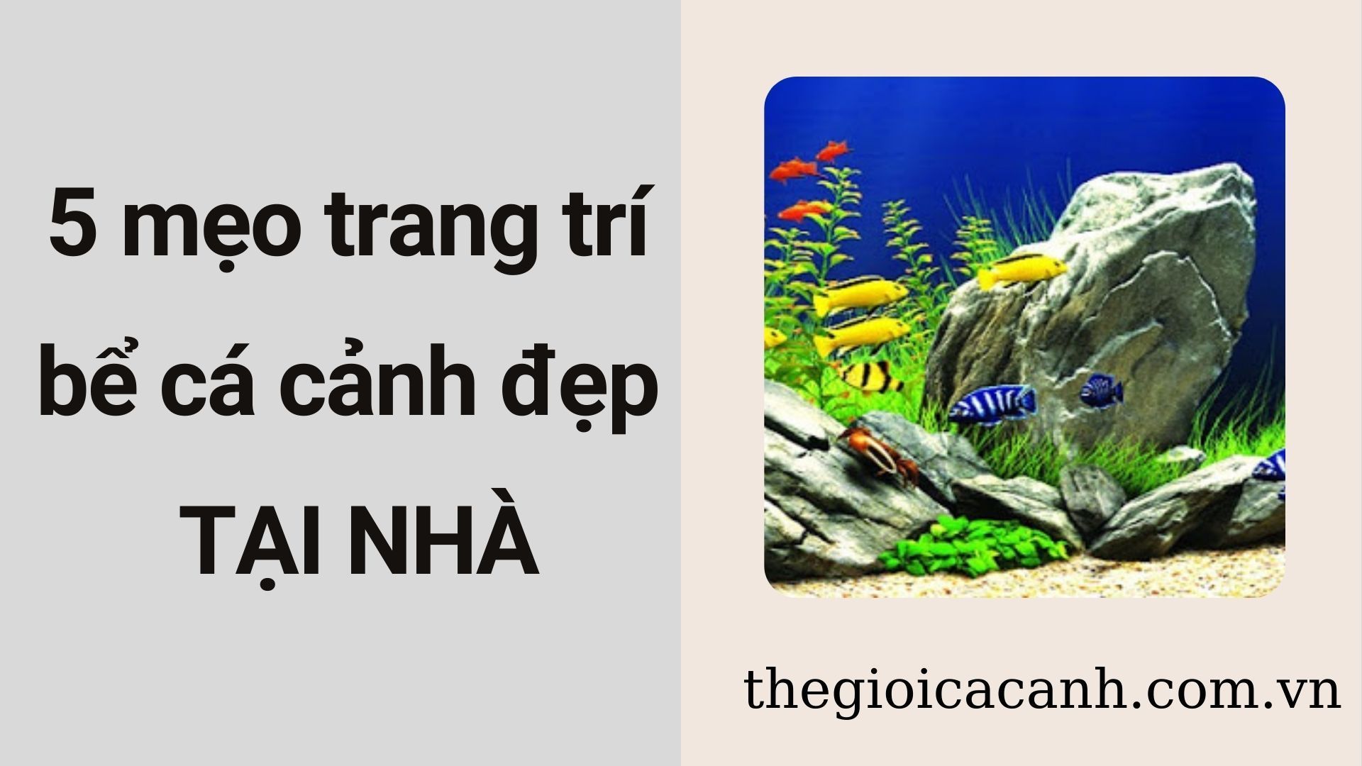 Cách trang trí hồ cá đẹp mắt và độc đáo