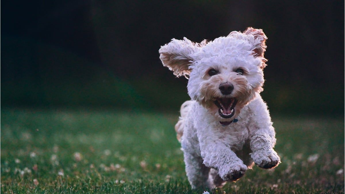 Cách vệ sinh cho chó Poodle - Bí kíp giúp loại chó nhà bạn luôn sạch sẽ, khỏe mạnh