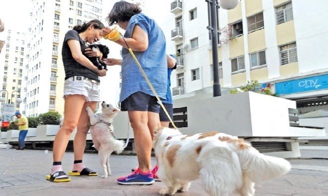 Tại sao cấm nuôi chó mèo trong chung cư? Những quy định cần biết