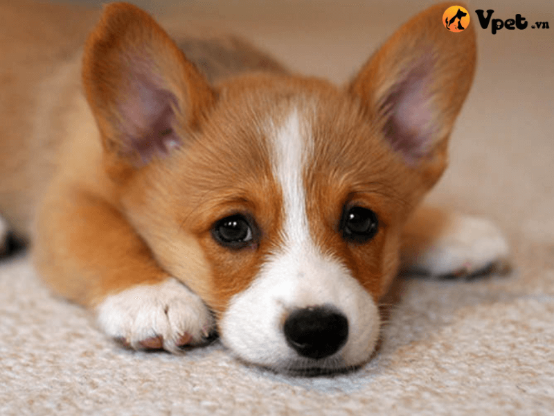 Những nguyên nhân gây ra bệnh cao huyết áp ở chó