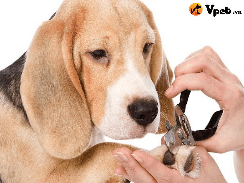 Mẹo cắt móng chân cho chó đúng cách và an toàn tại nhà