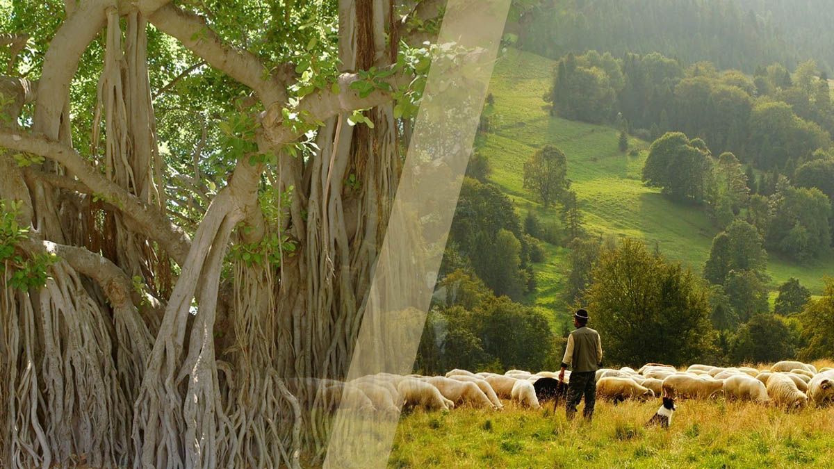 Câu chuyện về cậu bé chăn cừu và cây đa cổ thụ - Tình huống đầy cảm động