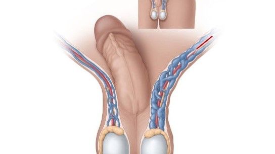 Cấu tạo của dương vật - Tìm hiểu chi tiết về bộ phận sinh sản nam giới