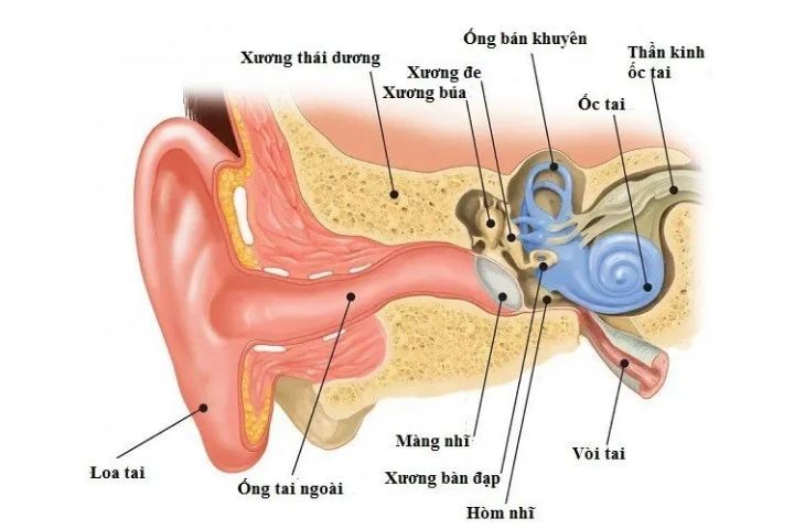 Cấu trúc lỗ tai - Hệ thống phức tạp đáng được khám phá